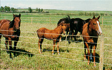 Fencing Image 001